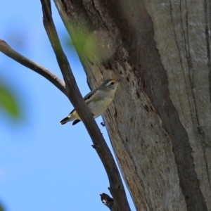 Pardalotus striatus at Paddys River, ACT - 2 Feb 2021 12:31 PM