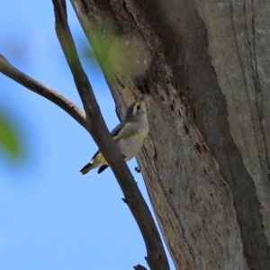 Pardalotus striatus at Paddys River, ACT - 2 Feb 2021 12:31 PM