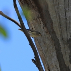 Pardalotus striatus at Paddys River, ACT - 2 Feb 2021 12:31 PM