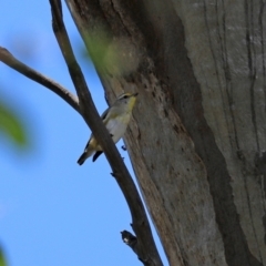 Pardalotus striatus at Paddys River, ACT - 2 Feb 2021 12:31 PM