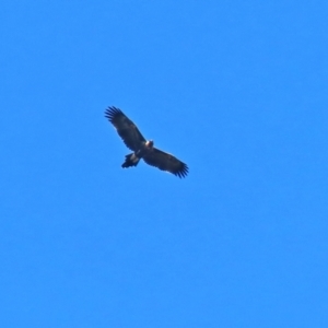 Aquila audax at Paddys River, ACT - 2 Feb 2021