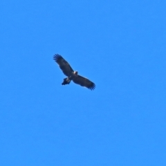 Aquila audax (Wedge-tailed Eagle) at Paddys River, ACT - 2 Feb 2021 by RodDeb