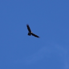 Aquila audax at Paddys River, ACT - 2 Feb 2021