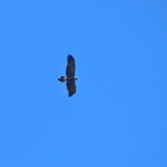 Aquila audax at Paddys River, ACT - 2 Feb 2021 12:15 PM