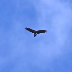 Aquila audax at Paddys River, ACT - 2 Feb 2021 12:15 PM