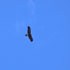 Aquila audax at Paddys River, ACT - 2 Feb 2021