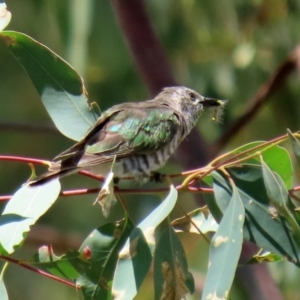 Chrysococcyx lucidus at Paddys River, ACT - 2 Feb 2021 12:33 PM