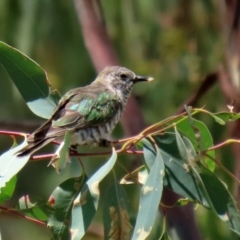 Chrysococcyx lucidus at Paddys River, ACT - 2 Feb 2021