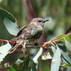 Chrysococcyx lucidus at Paddys River, ACT - 2 Feb 2021 12:33 PM