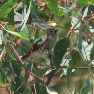 Chrysococcyx lucidus at Paddys River, ACT - 2 Feb 2021