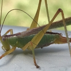 Conocephalomima barameda (False Meadow Katydid, Barameda) at Sullivans Creek, Lyneham South - 3 Feb 2021 by Tapirlord