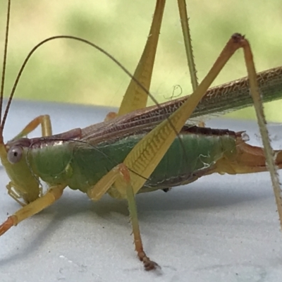 Conocephalomima barameda (False Meadow Katydid, Barameda) at Lyneham Wetland - 3 Feb 2021 by Tapirlord