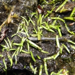 Lilaeopsis polyantha (Lilaeopsis) at Bolaro, NSW - 20 Jan 2021 by DavidMcKay