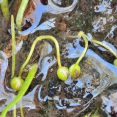 Lilaeopsis polyantha at Bolaro, NSW - 20 Jan 2021