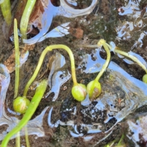 Lilaeopsis polyantha at Bolaro, NSW - 20 Jan 2021