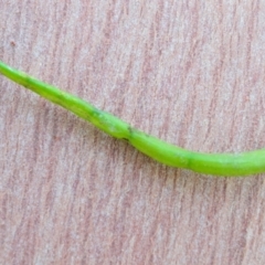 Lilaeopsis polyantha at Bolaro, NSW - 20 Jan 2021