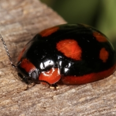 Paropsisterna beata (Blessed Leaf Beetle) at Melba, ACT - 25 Jan 2021 by kasiaaus