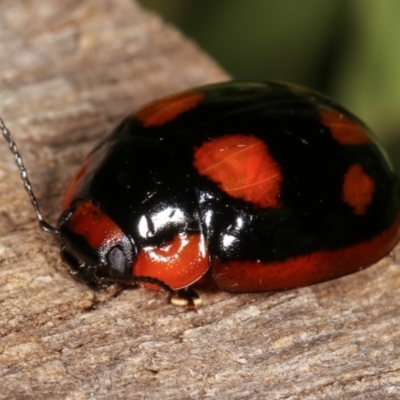 Paropsisterna beata (Blessed Leaf Beetle) at Melba, ACT - 25 Jan 2021 by kasiaaus