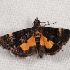 Heliothela ophideresana (A Crambid Moth (Scopariinae)) at Melba, ACT - 25 Jan 2021 by kasiaaus