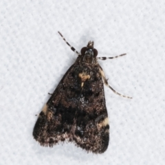 Heliothela ophideresana at Melba, ACT - 25 Jan 2021