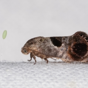 Eupselia beatella at Melba, ACT - 25 Jan 2021 11:01 PM