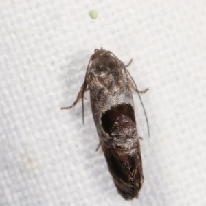 Eupselia beatella at Melba, ACT - 25 Jan 2021