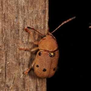 Cadmus excrementarius at Melba, ACT - 25 Jan 2021 11:01 PM