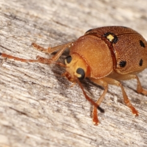 Cadmus excrementarius at Melba, ACT - 25 Jan 2021