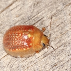 Paropsisterna decolorata (A Eucalyptus leaf beetle) at Melba, ACT - 25 Jan 2021 by kasiaaus