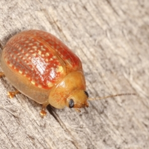 Paropsisterna decolorata at Melba, ACT - 25 Jan 2021 11:09 PM