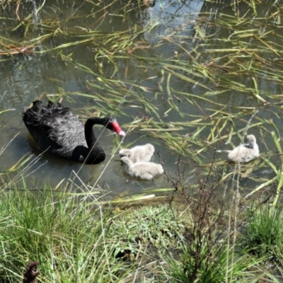Cygnus atratus (Black Swan) at Yerrabi Pond - 3 Feb 2021 by TrishGungahlin