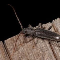 Oebarina ceresioides (Longhorn or longicorn beetle) at Melba, ACT - 25 Jan 2021 by kasiaaus