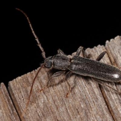 Oebarina ceresioides (Longhorn or longicorn beetle) at Melba, ACT - 25 Jan 2021 by kasiaaus
