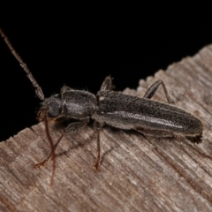 Oebarina ceresioides at Melba, ACT - 25 Jan 2021