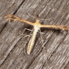 Megalorhipida leucodactyla (Spiderling Moth) at Melba, ACT - 25 Jan 2021 by kasiaaus
