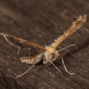 Megalorhipida leucodactyla at Melba, ACT - 25 Jan 2021 11:16 PM