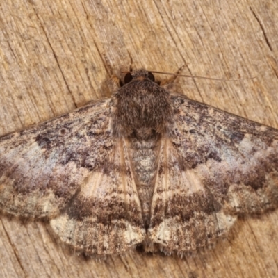 Eudesmeola lawsoni (Lawson's Night Moth) at Melba, ACT - 25 Jan 2021 by kasiaaus