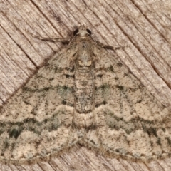 Lipogya eutheta (Grey Bark Moth) at Melba, ACT - 25 Jan 2021 by kasiaaus