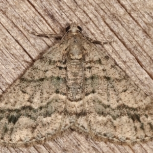 Lipogya eutheta at Melba, ACT - 26 Jan 2021 01:09 AM