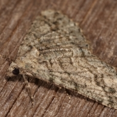 Lipogya eutheta at Melba, ACT - 26 Jan 2021 01:09 AM