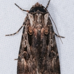 Agrotis munda (Brown Cutworm) at Melba, ACT - 26 Jan 2021 by kasiaaus