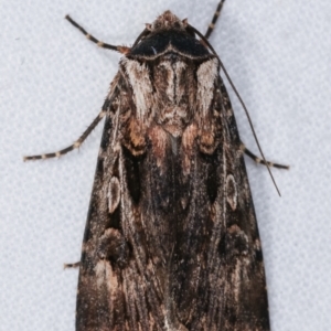 Agrotis munda at Melba, ACT - 26 Jan 2021 01:12 AM