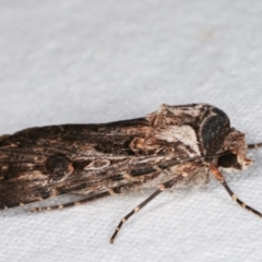 Agrotis munda at Melba, ACT - 26 Jan 2021 01:12 AM