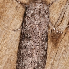 Cryptophasa irrorata (A Gelechioid moth (Xyloryctidae)) at Melba, ACT - 25 Jan 2021 by kasiaaus