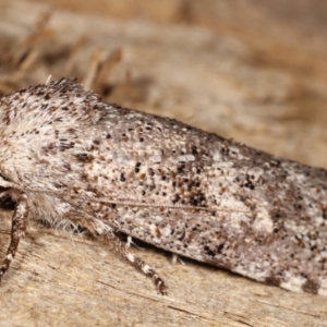 Cryptophasa irrorata at Melba, ACT - 26 Jan 2021