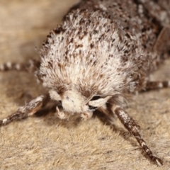 Cryptophasa irrorata at Melba, ACT - 26 Jan 2021