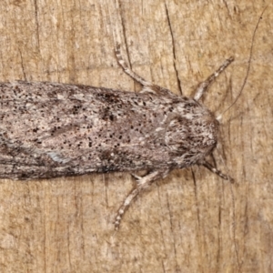 Cryptophasa irrorata at Melba, ACT - 26 Jan 2021