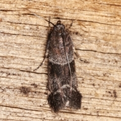 Lasiosticha canilinea at Melba, ACT - 26 Jan 2021 01:43 AM