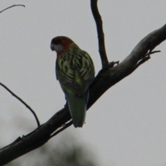 Platycercus eximius (Eastern Rosella) at Table Top, NSW - 1 Feb 2021 by PaulF