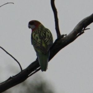 Platycercus eximius at Albury - 1 Feb 2021 02:57 PM